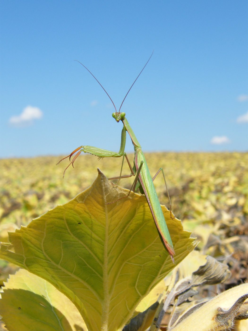 Praying mantis in a sunflower field