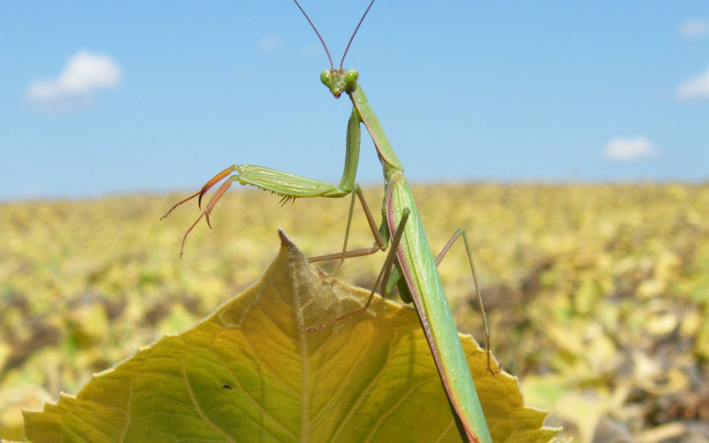 Praying mantis in a sunflower field