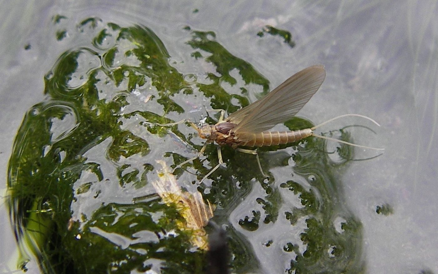 Common Mayfly on River Stour