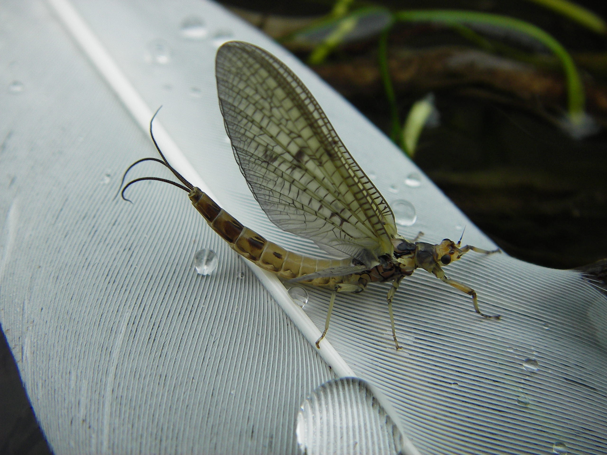 Mayfly rests