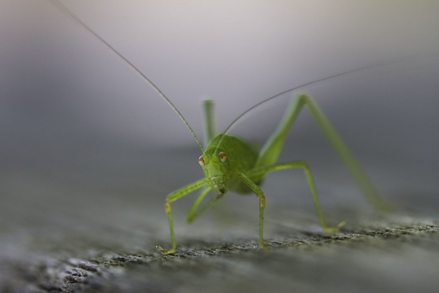 Great Green Bush Cricket, Tettigonia viridissima