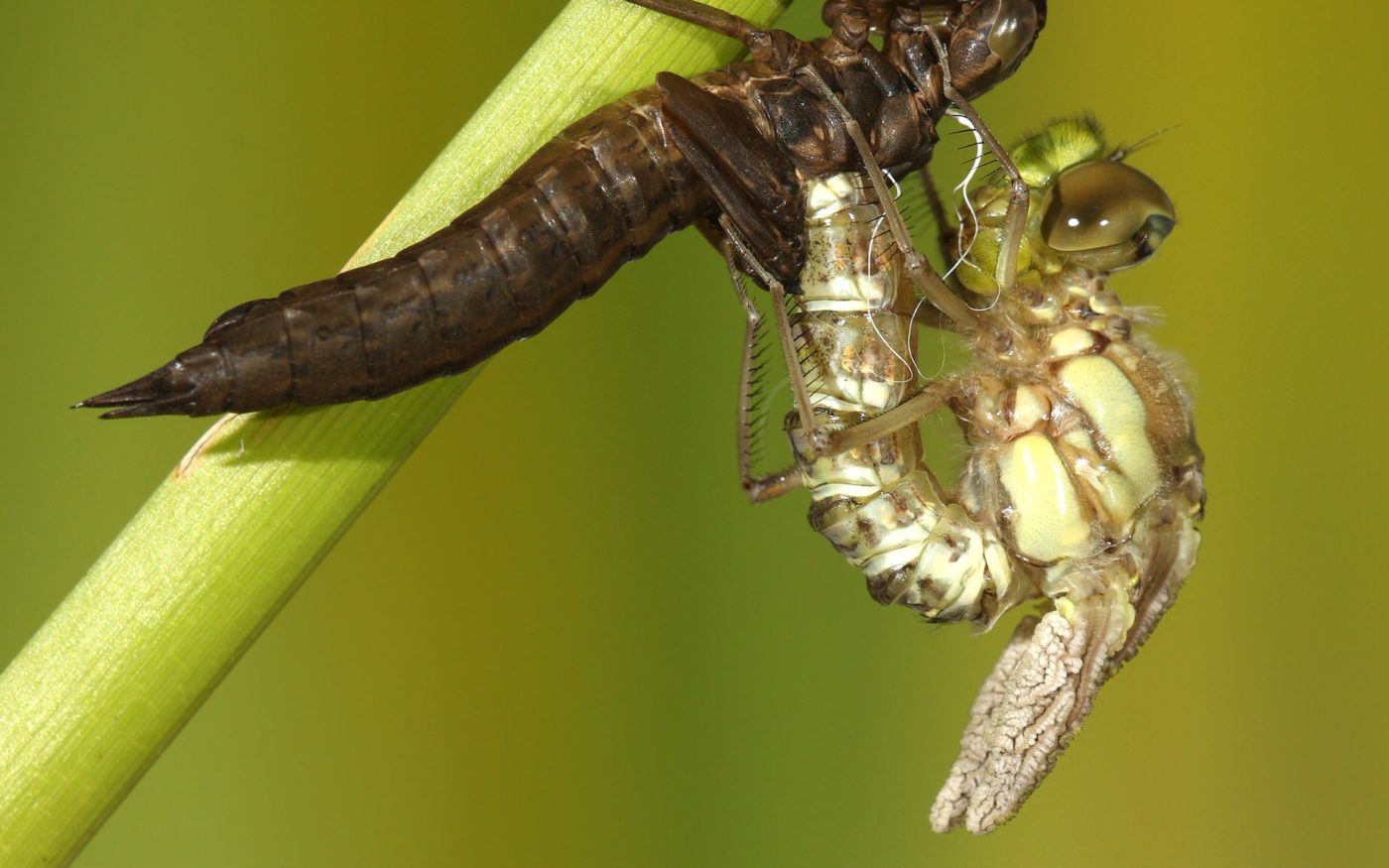 Souther Hawker Dragonfly, Aeshna Cyanea, Emerging From Nymph