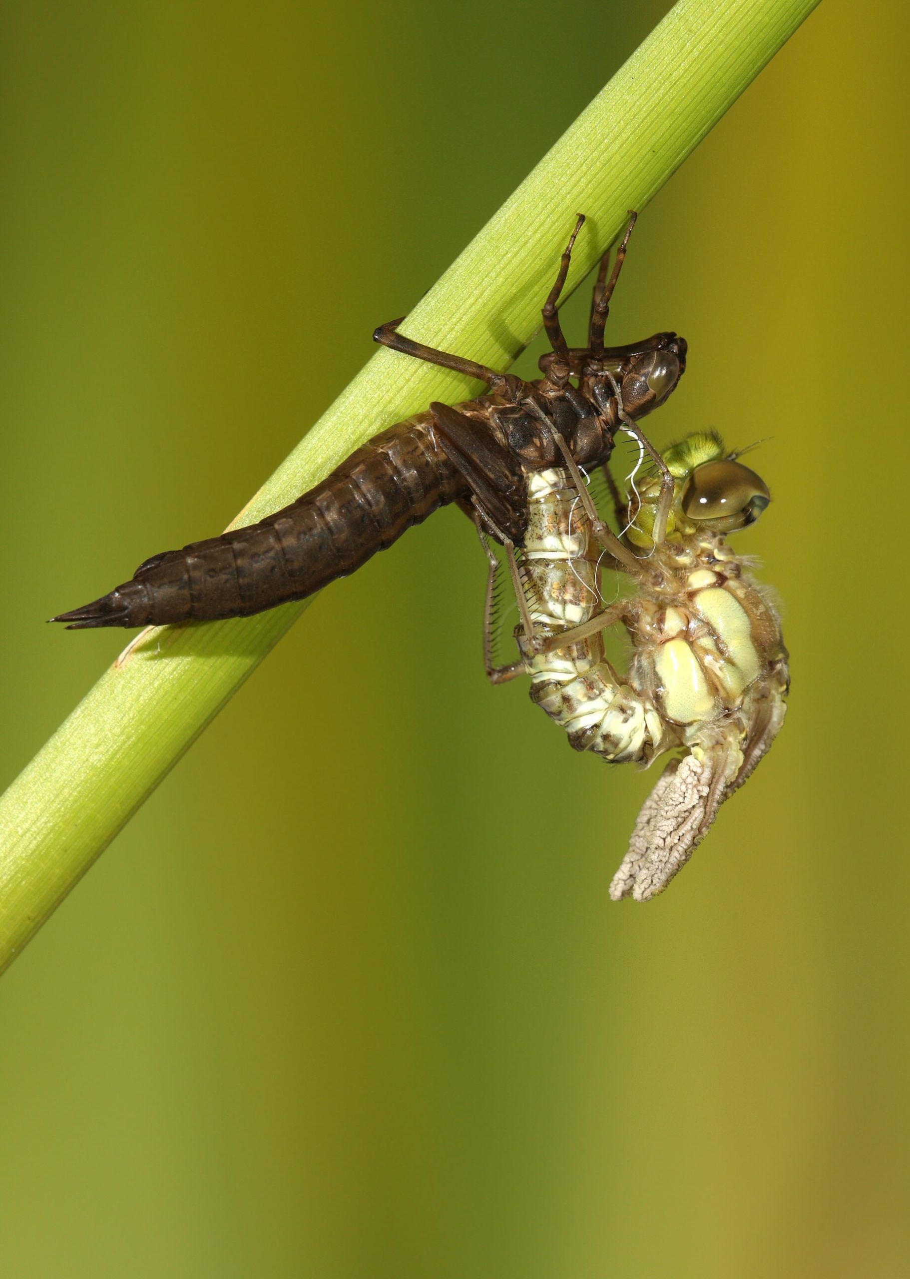 Souther Hawker Dragonfly, Aeshna Cyanea, Emerging From Nymph