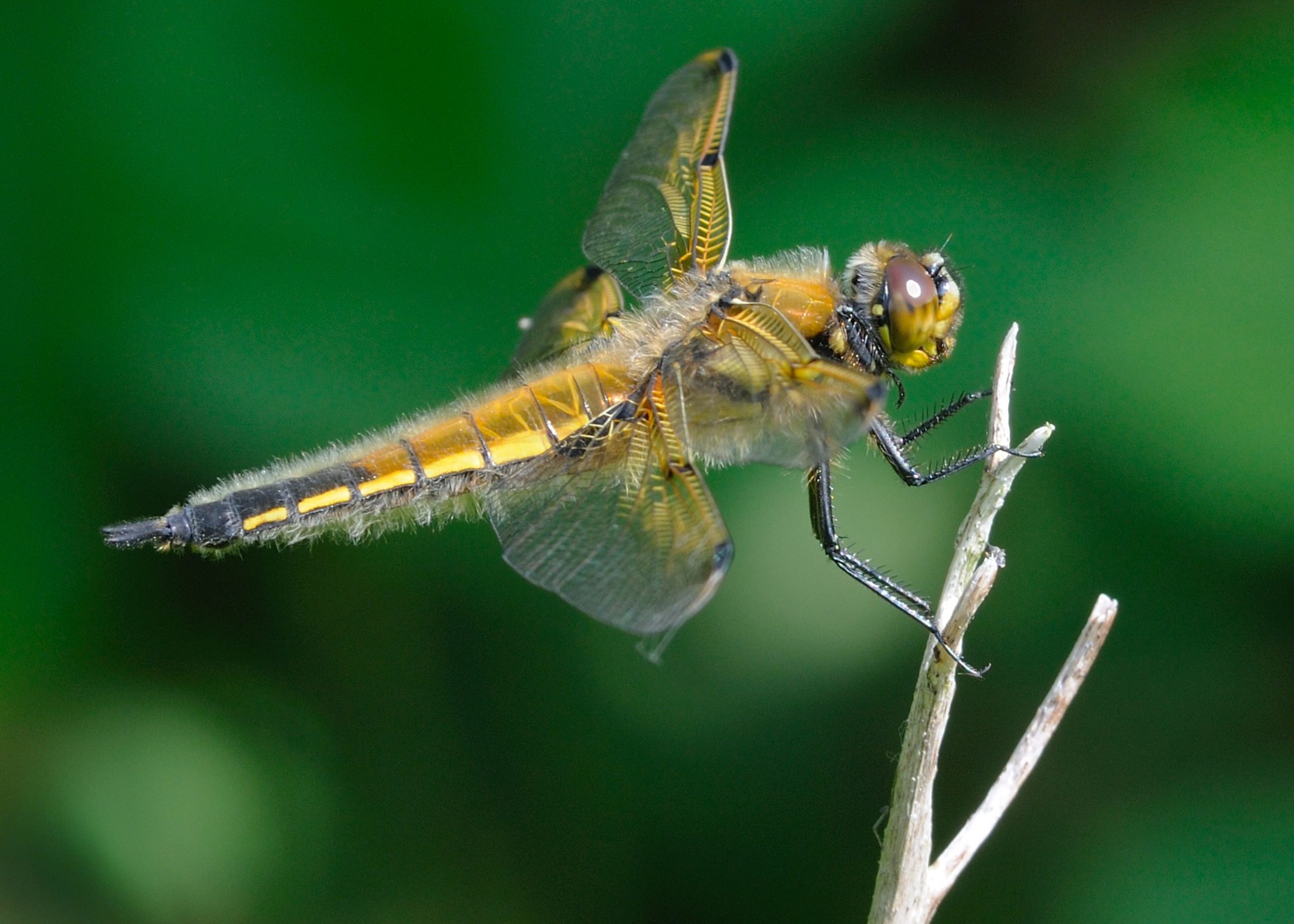 Four-spotted chaser dragonfly, Libellula quadrimaculata, perching