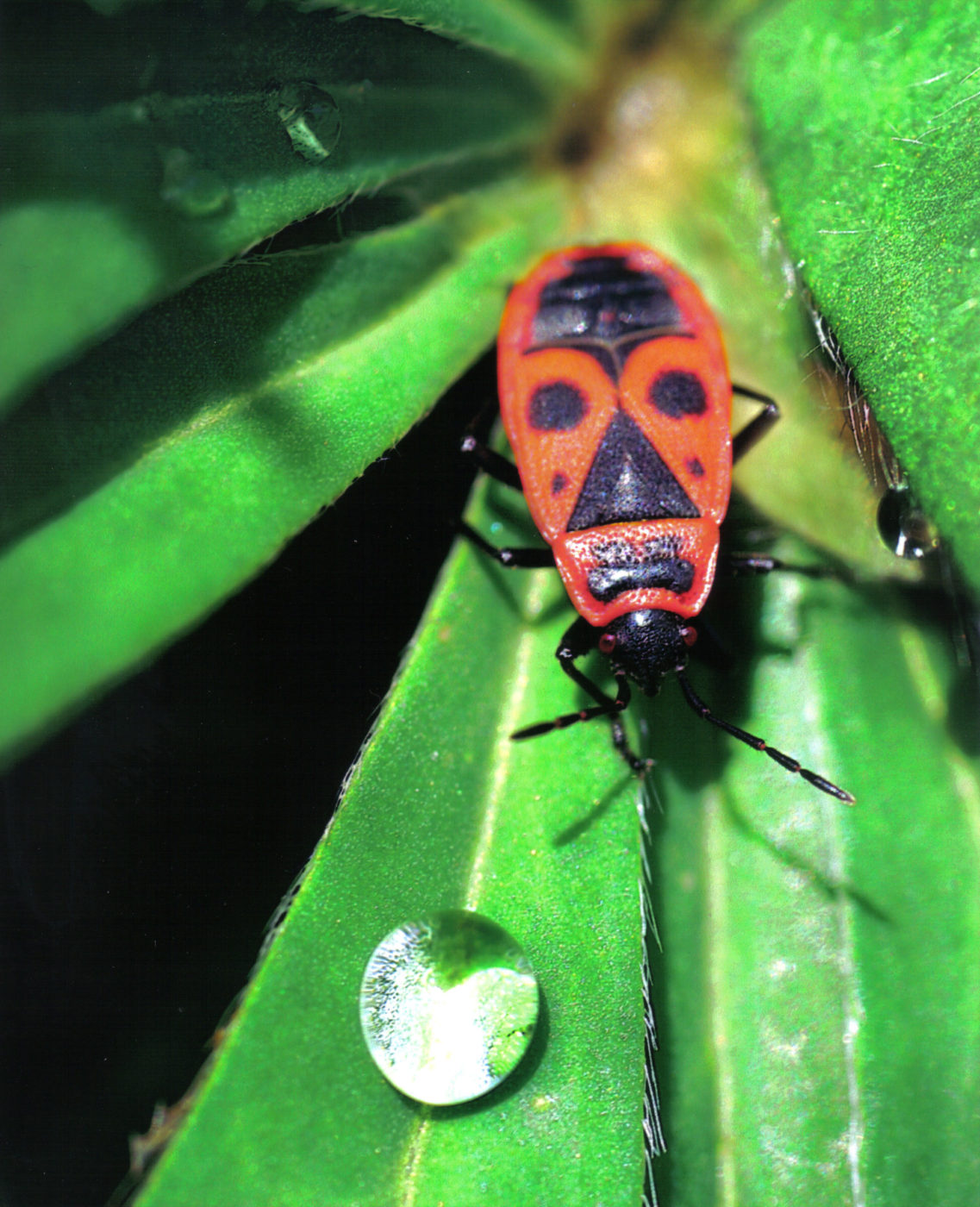 Gendarme Firebug, Pyrrhocoris apterus