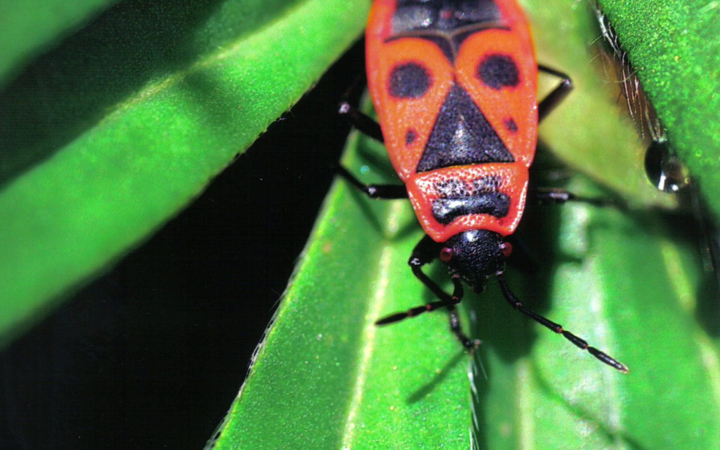 Gendarme Firebug, Pyrrhocoris apterus
