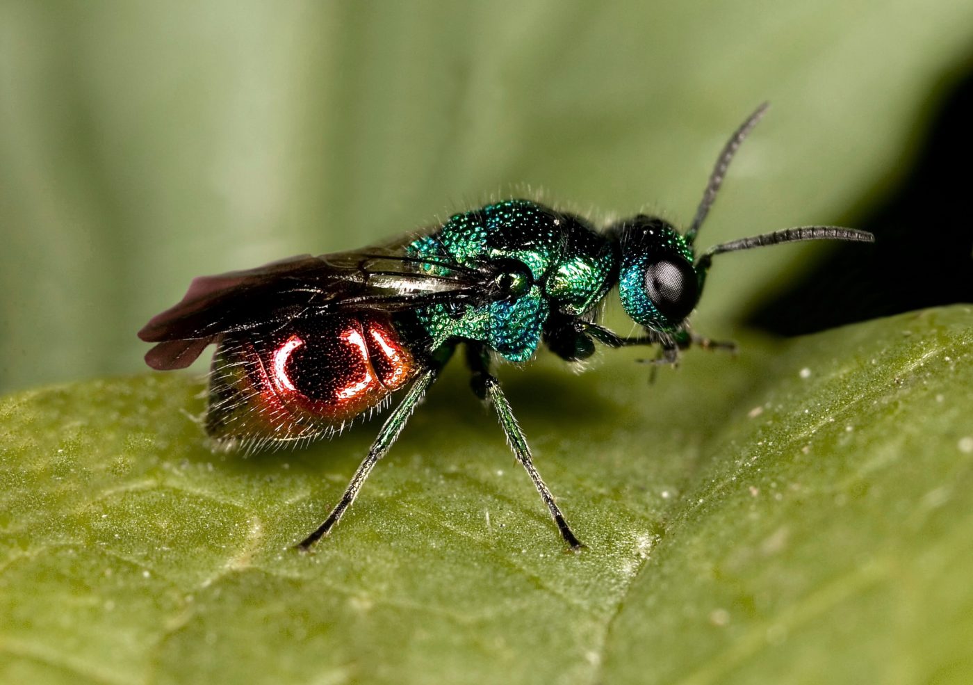 Ruby-tailed wasp, Chrysis ignita