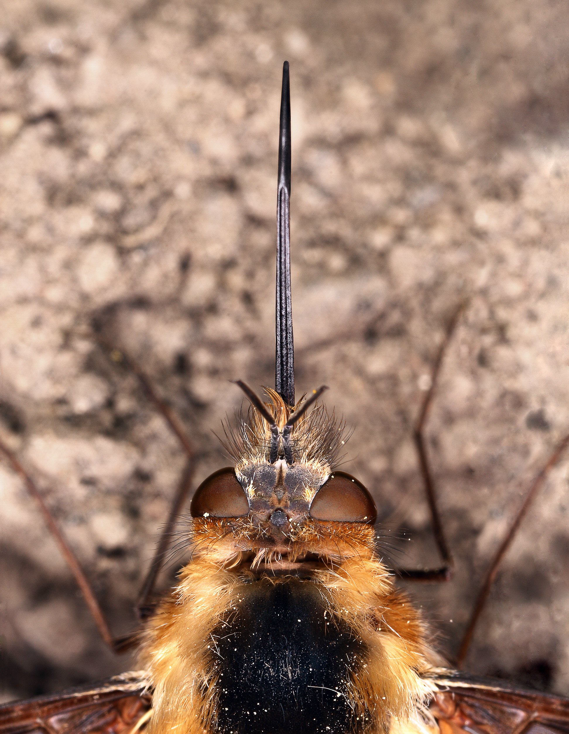 "En garde" bee-fly, Bombylius major