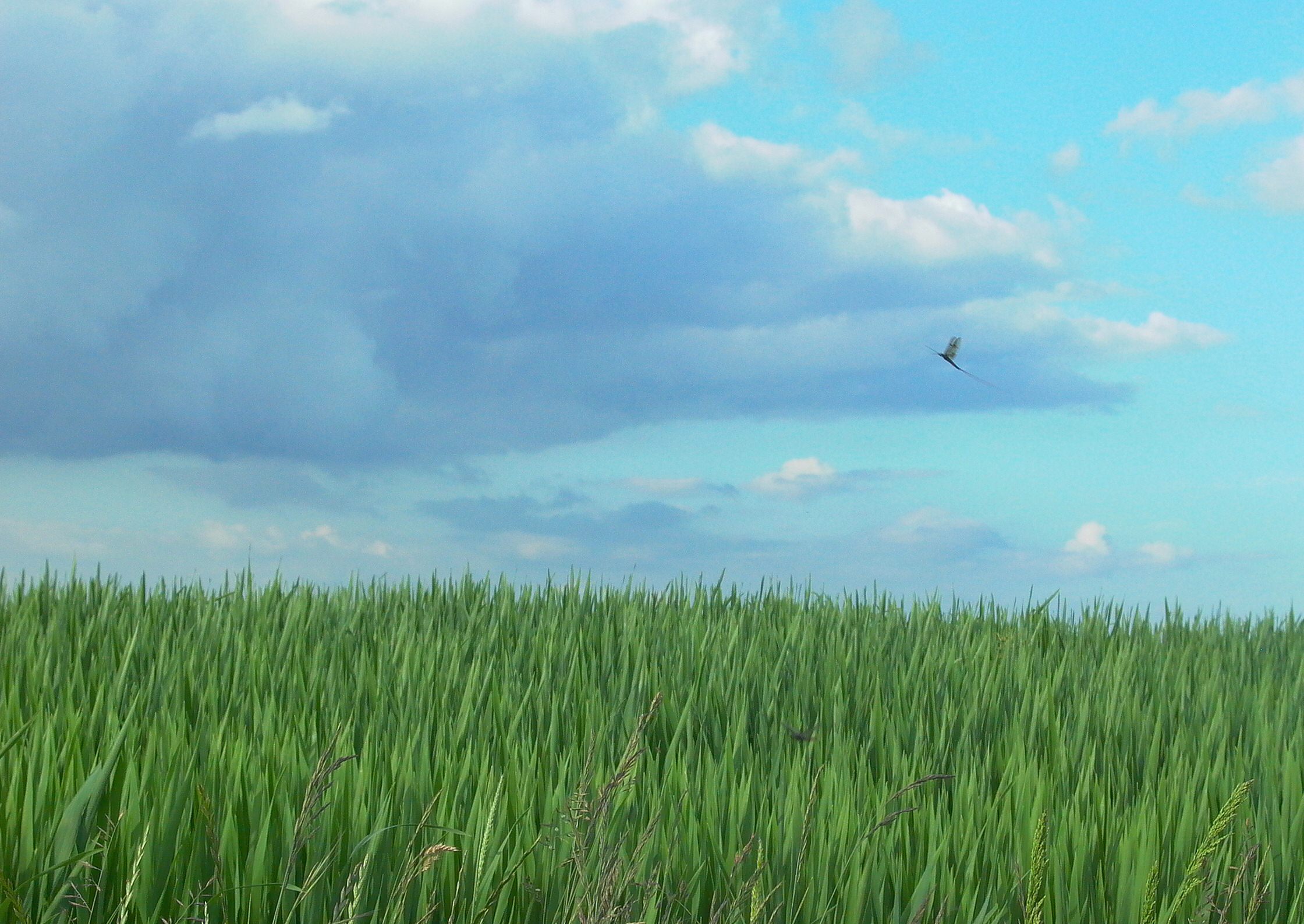 Ephemera vulgata: heading for an uncertain future