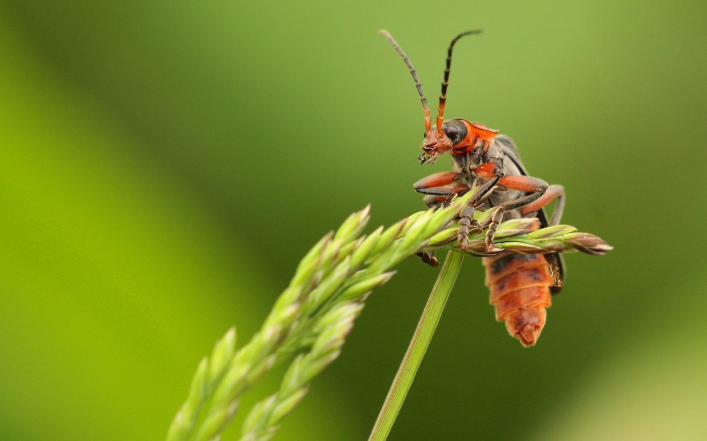 Soldier beetle on sentry duty