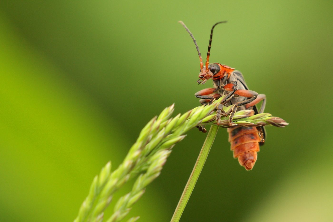 Soldier beetle on sentry duty