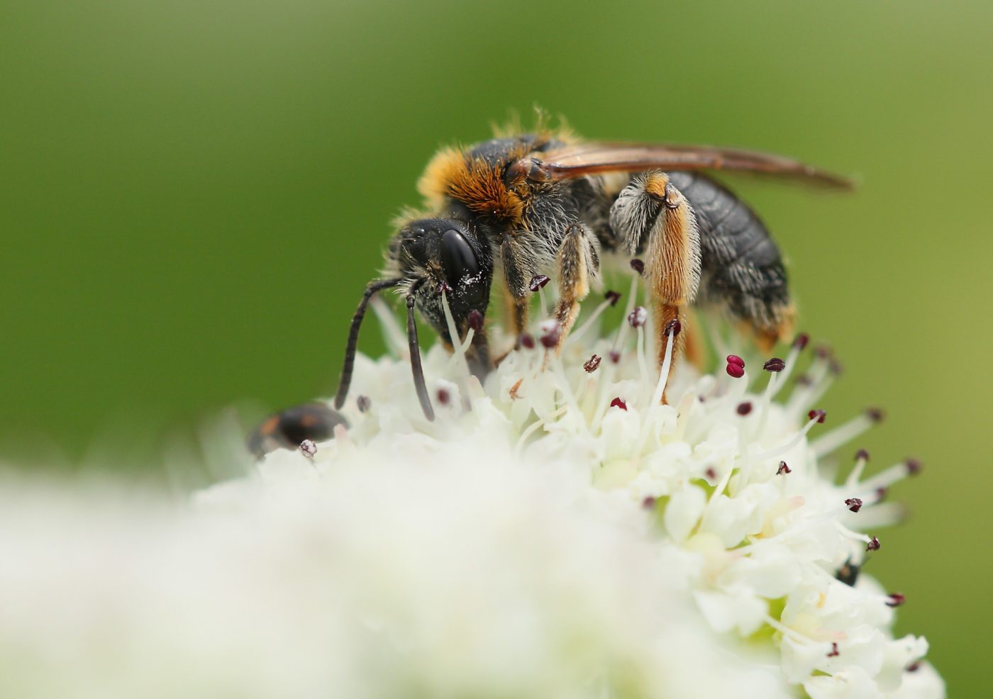 Solitary Bee