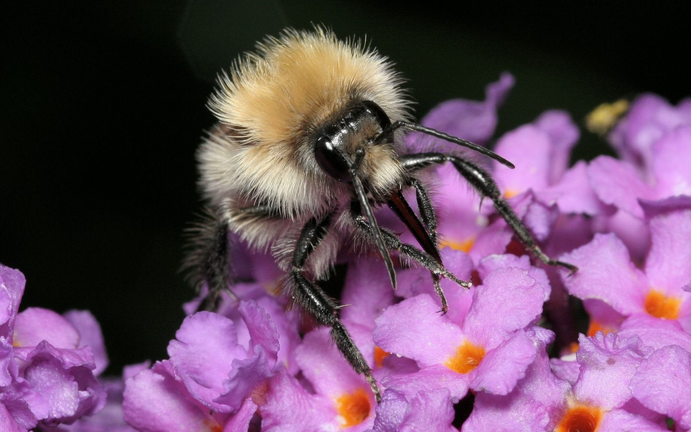 Bombus on buddleia