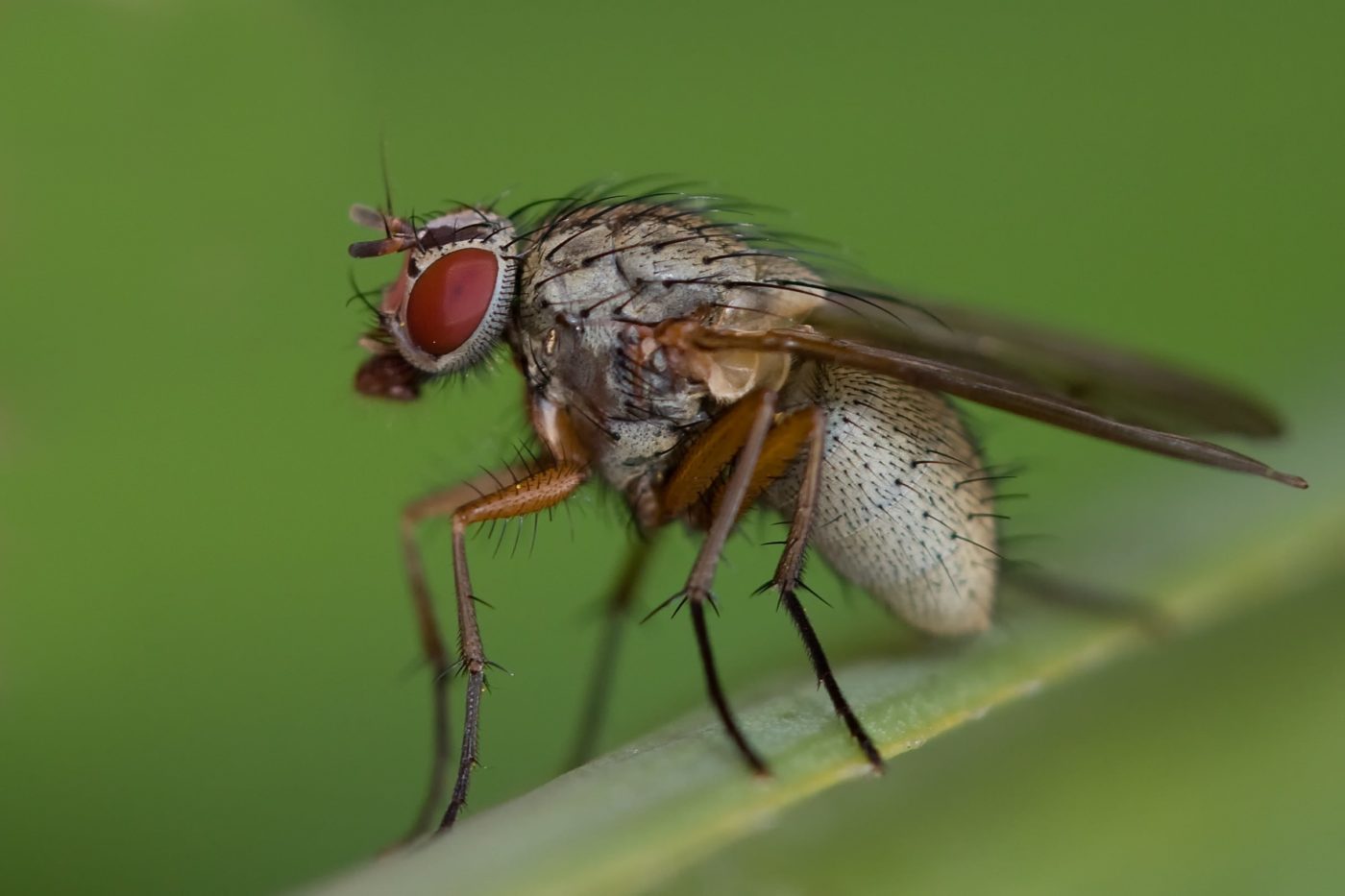 Fly (Muscidae) Resting on Leaf
