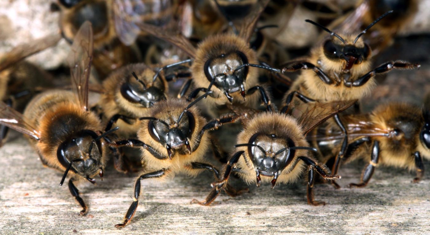 On guard! Worker honey bees, Apis mellifera, protect their nest