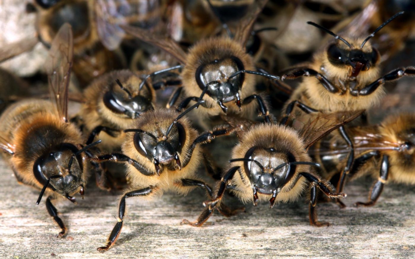 On guard! Worker honey bees, Apis mellifera, protect their nest