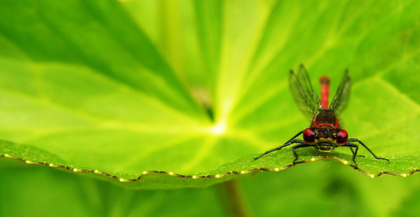 Large red damselfly, Pyrrhosoma nymphula