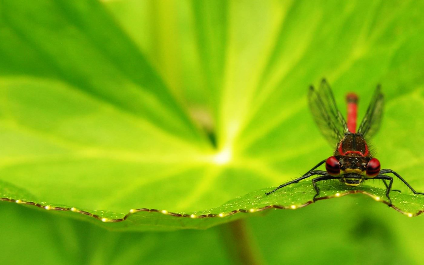 Large red damselfly, Pyrrhosoma nymphula