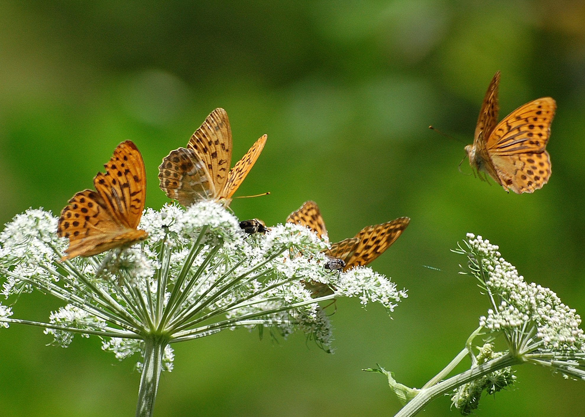 Fritillary Butterflies on Umbellifer