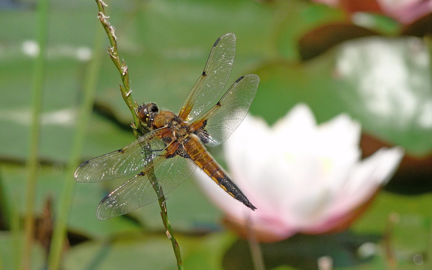 Four-Spotted Chaser Dragonfly, Libellula quadrimaculata, by Water Lilies