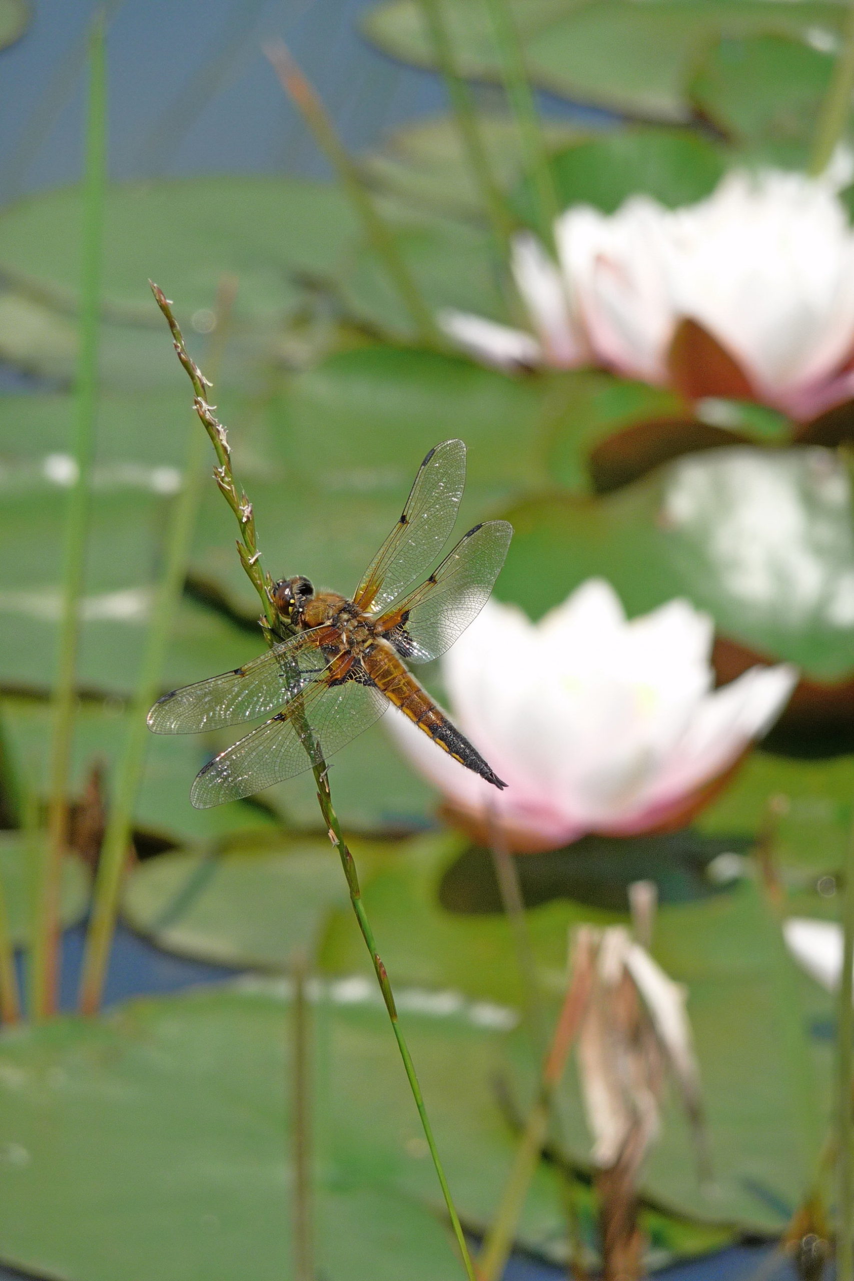 Four-Spotted Chaser Dragonfly, Libellula quadrimaculata, by Water Lilies