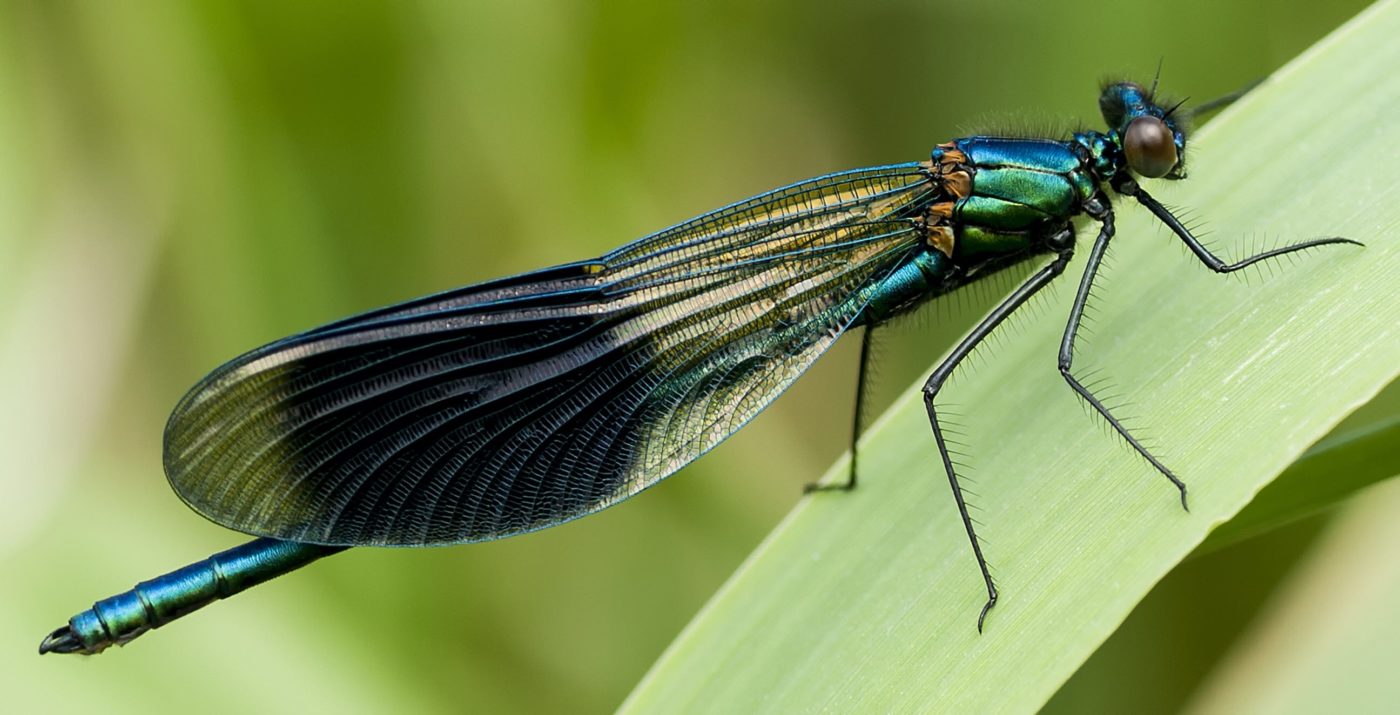 A male banded demoiselle, Calopteryx splendens, on vegetation at the photographer’s local reserve, Summer Leys near Earls Barton in Northamptonshire