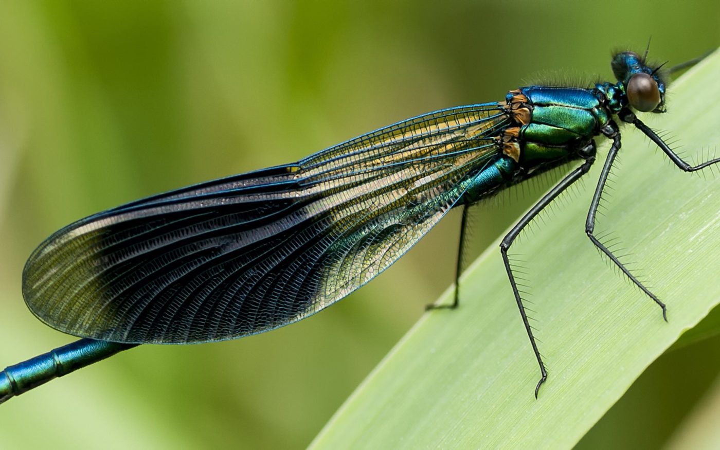 A male banded demoiselle, Calopteryx splendens, on vegetation at the photographer’s local reserve, Summer Leys near Earls Barton in Northamptonshire