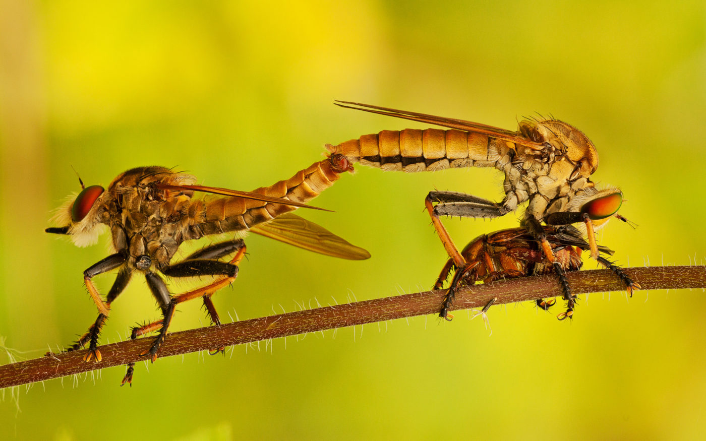 Two robber flies mating – one with a kill – at the edge of the jungle at Punjen Hide-Away in northern Thailand.
