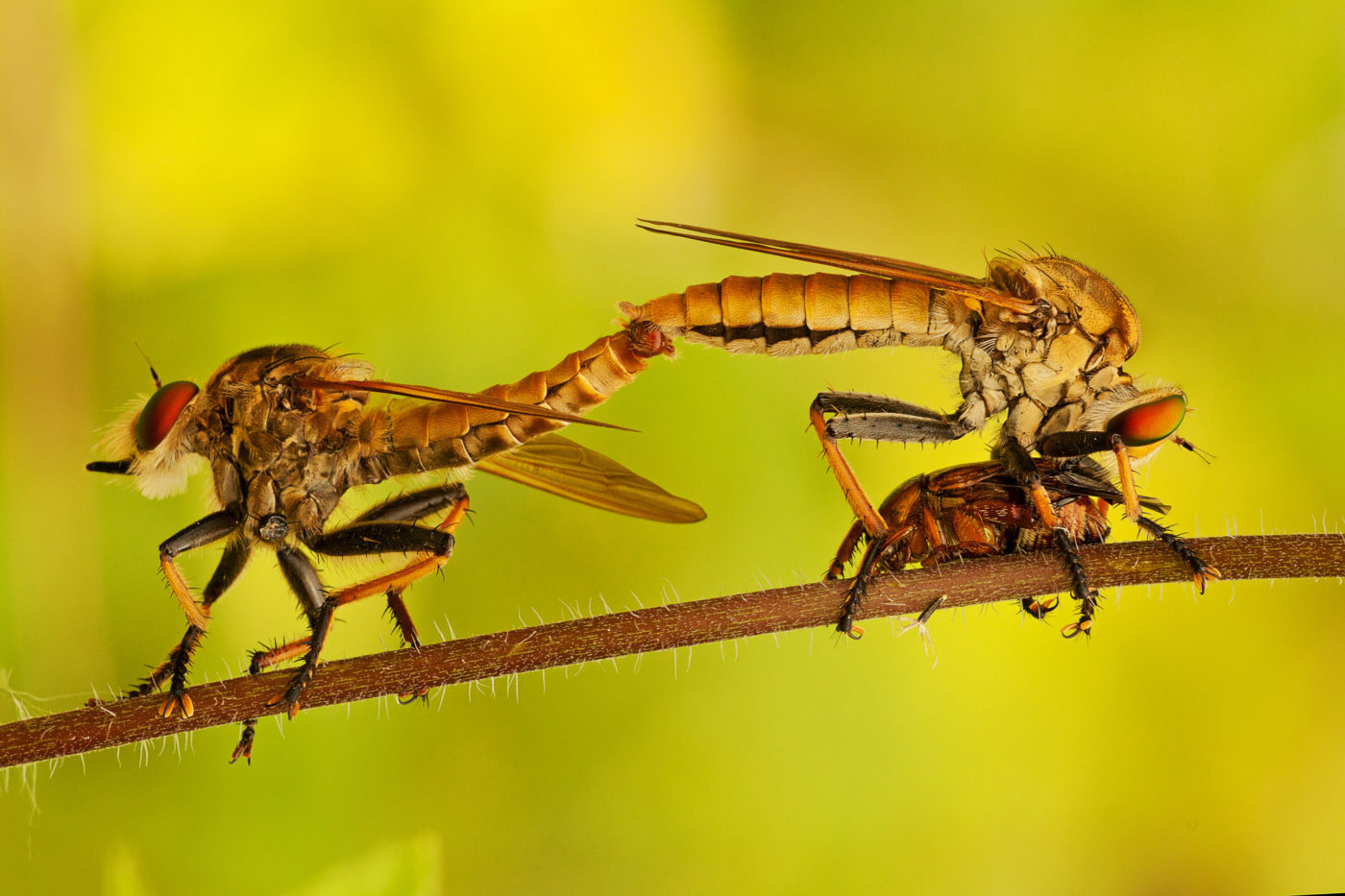 Two robber flies mating – one with a kill – at the edge of the jungle at Punjen Hide-Away in northern Thailand.