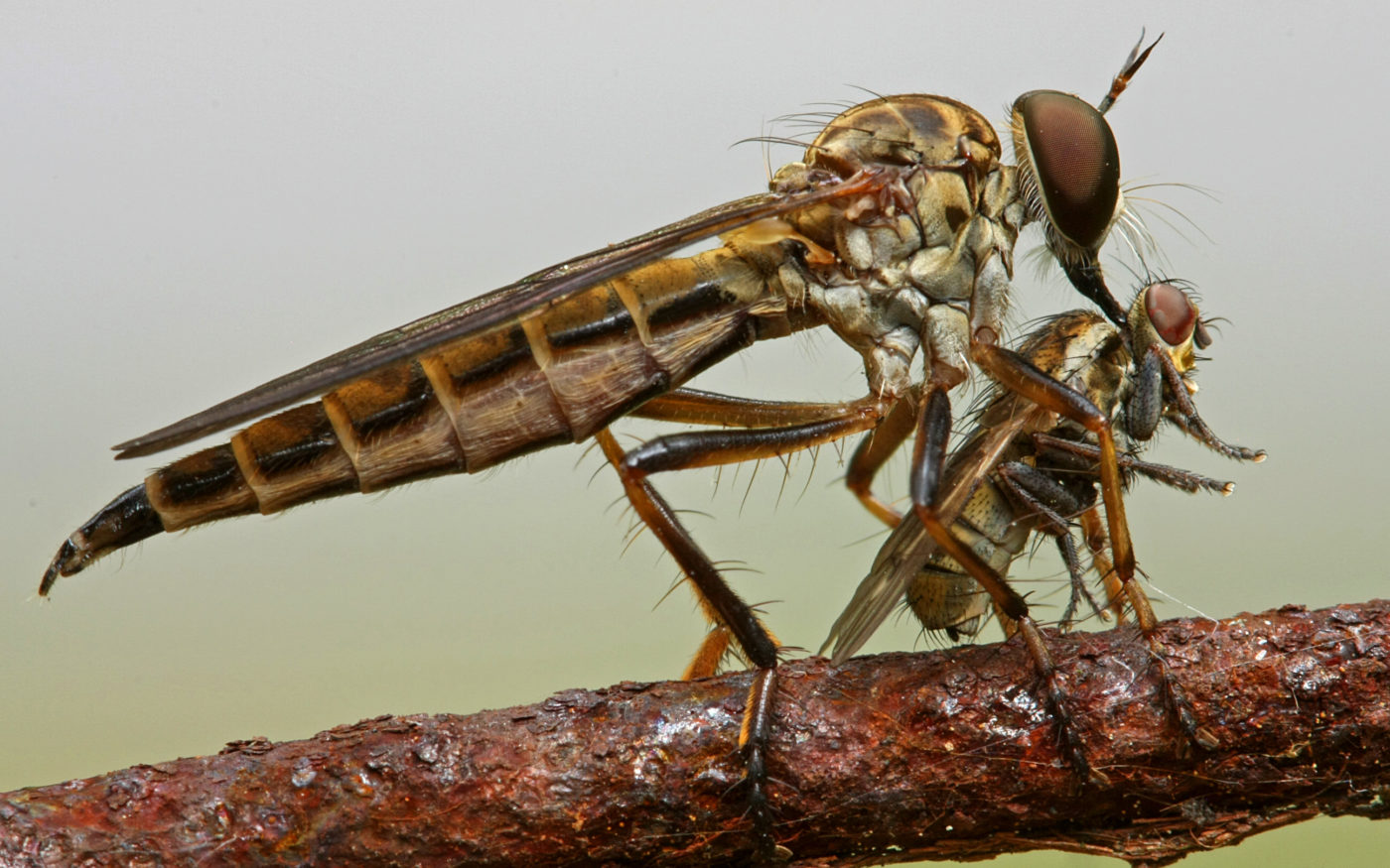 A robber fly with its kill at the edge of the jungle at Punjen Hide-Away in northern Thailand. Having paralysed the prey and injected digestive enzymes, the predator is about to ingest its liquefying meal. Nick Milsum has found