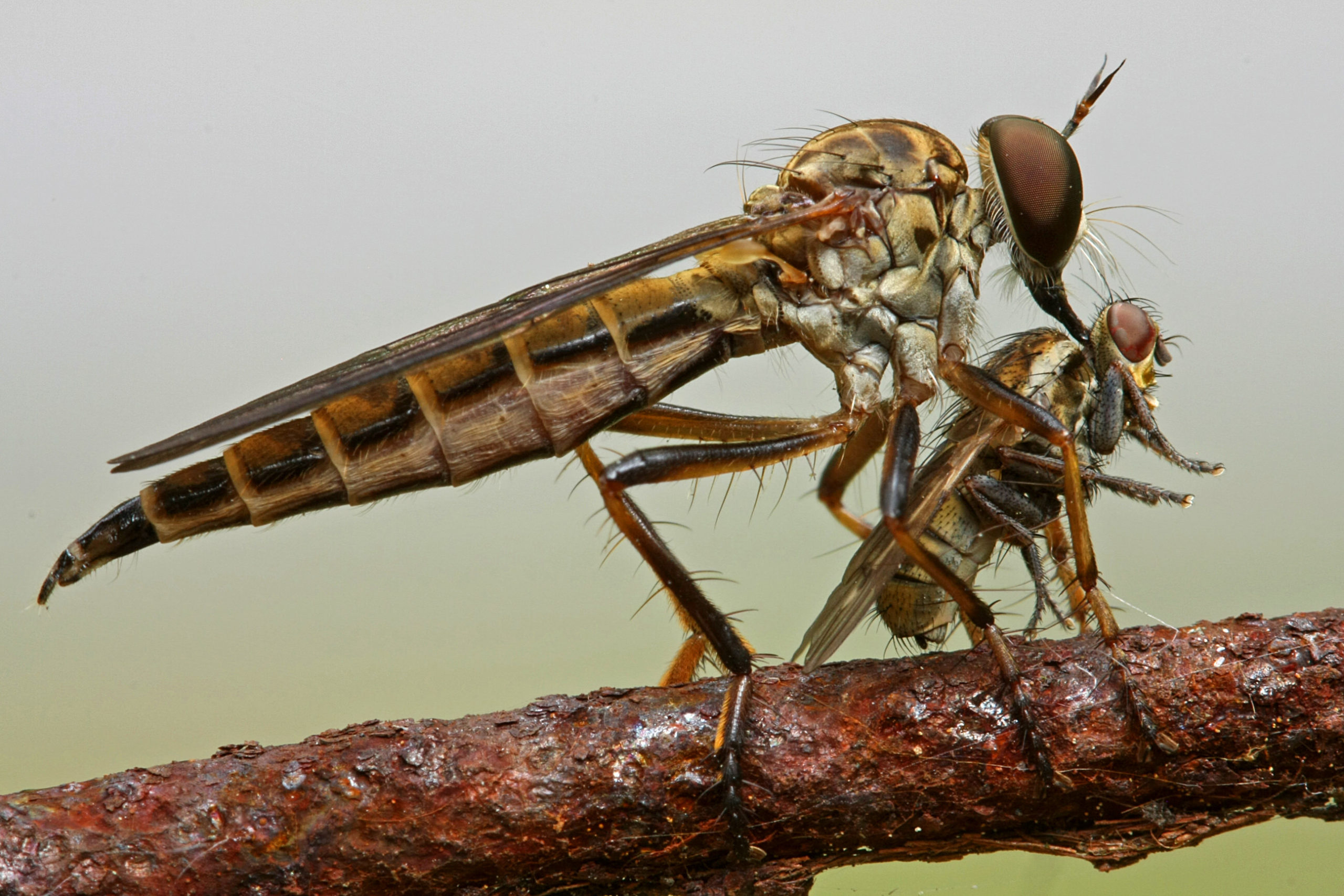 A robber fly with its kill at the edge of the jungle at Punjen Hide-Away in northern Thailand. Having paralysed the prey and injected digestive enzymes, the predator is about to ingest its liquefying meal. Nick Milsum has found