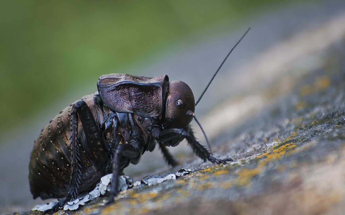 A male big-bellied cricket, Bradiphorus dasiphus, in the Măcin Mountains of Romania. To Iuliana Dediu, the appearance of this sturdy cricket of the mountains is reminiscent of an armoured soldier.
