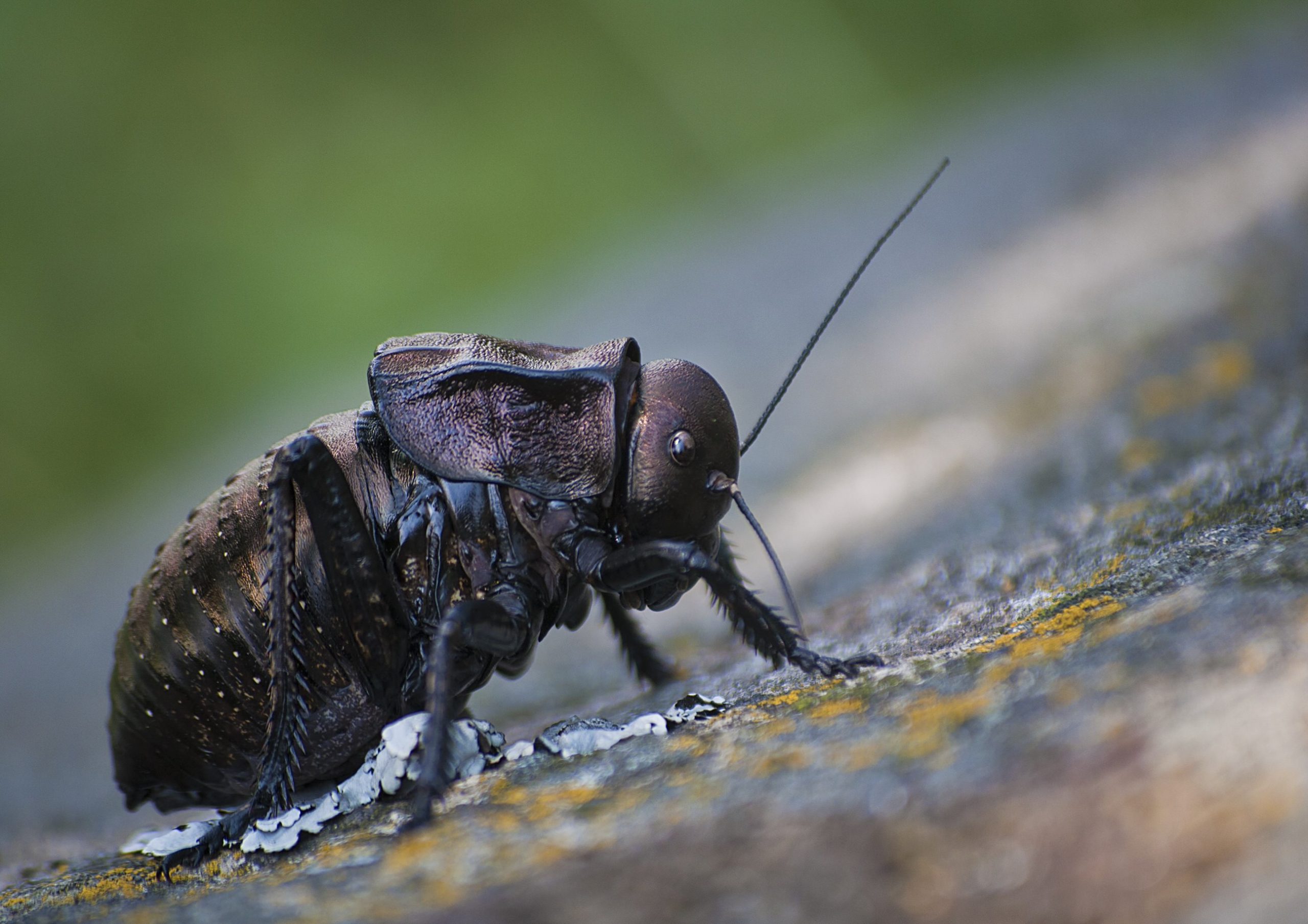 A male big-bellied cricket, Bradiphorus dasiphus, in the Măcin Mountains of Romania. To Iuliana Dediu, the appearance of this sturdy cricket of the mountains is reminiscent of an armoured soldier.