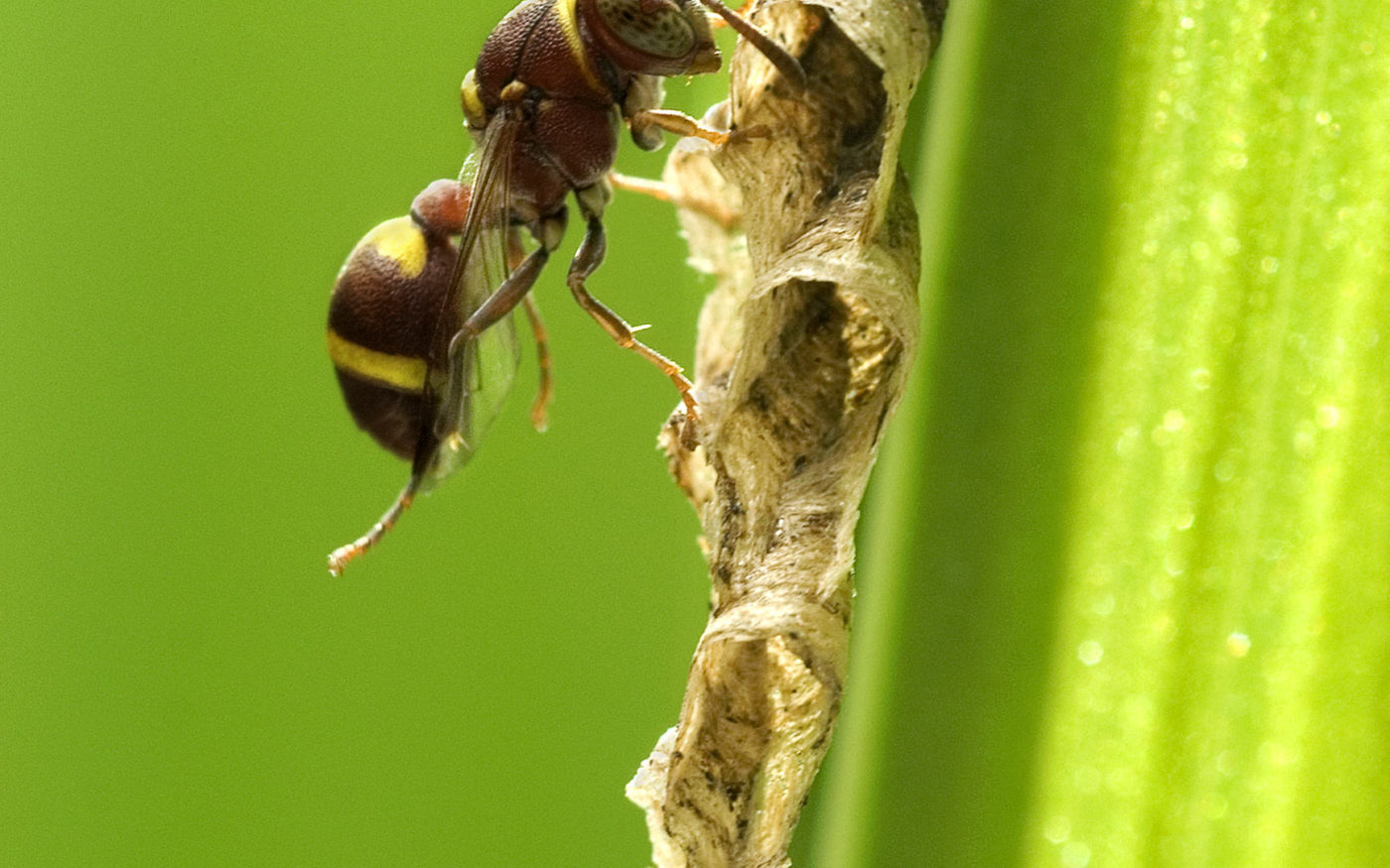 Photographed in Suffolk Wildlife Trust’s reserve at Bradfield St George near Bury St Edmunds. Richard Davies records that it was a hot July day, so the bright sunshine supplied the crisp lighting.
