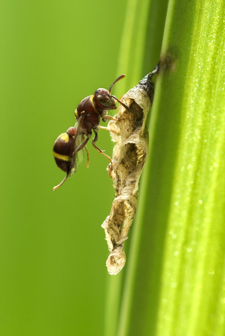 Photographed in Suffolk Wildlife Trust’s reserve at Bradfield St George near Bury St Edmunds. Richard Davies records that it was a hot July day, so the bright sunshine supplied the crisp lighting.