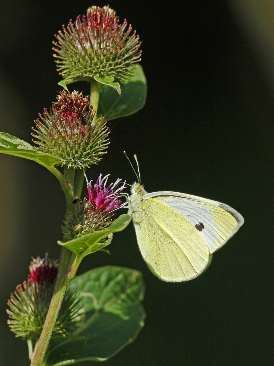 Photographed in Suffolk Wildlife Trust’s reserve at Bradfield St George near Bury St Edmunds. Richard Davies records that it was a hot July day, so the bright sunshine supplied the crisp lighting.