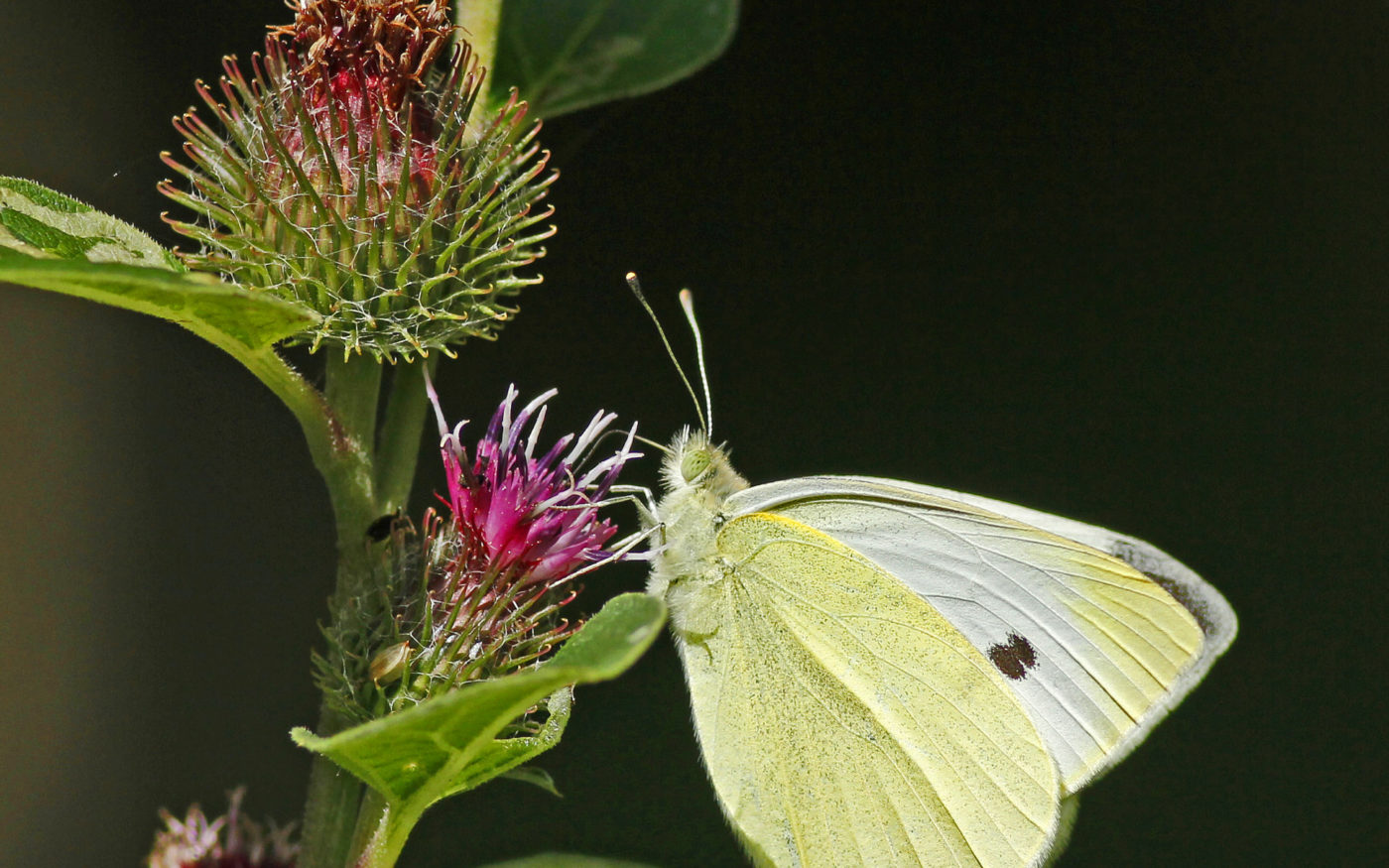 Photographed in Suffolk Wildlife Trust’s reserve at Bradfield St George near Bury St Edmunds. Richard Davies records that it was a hot July day, so the bright sunshine supplied the crisp lighting.