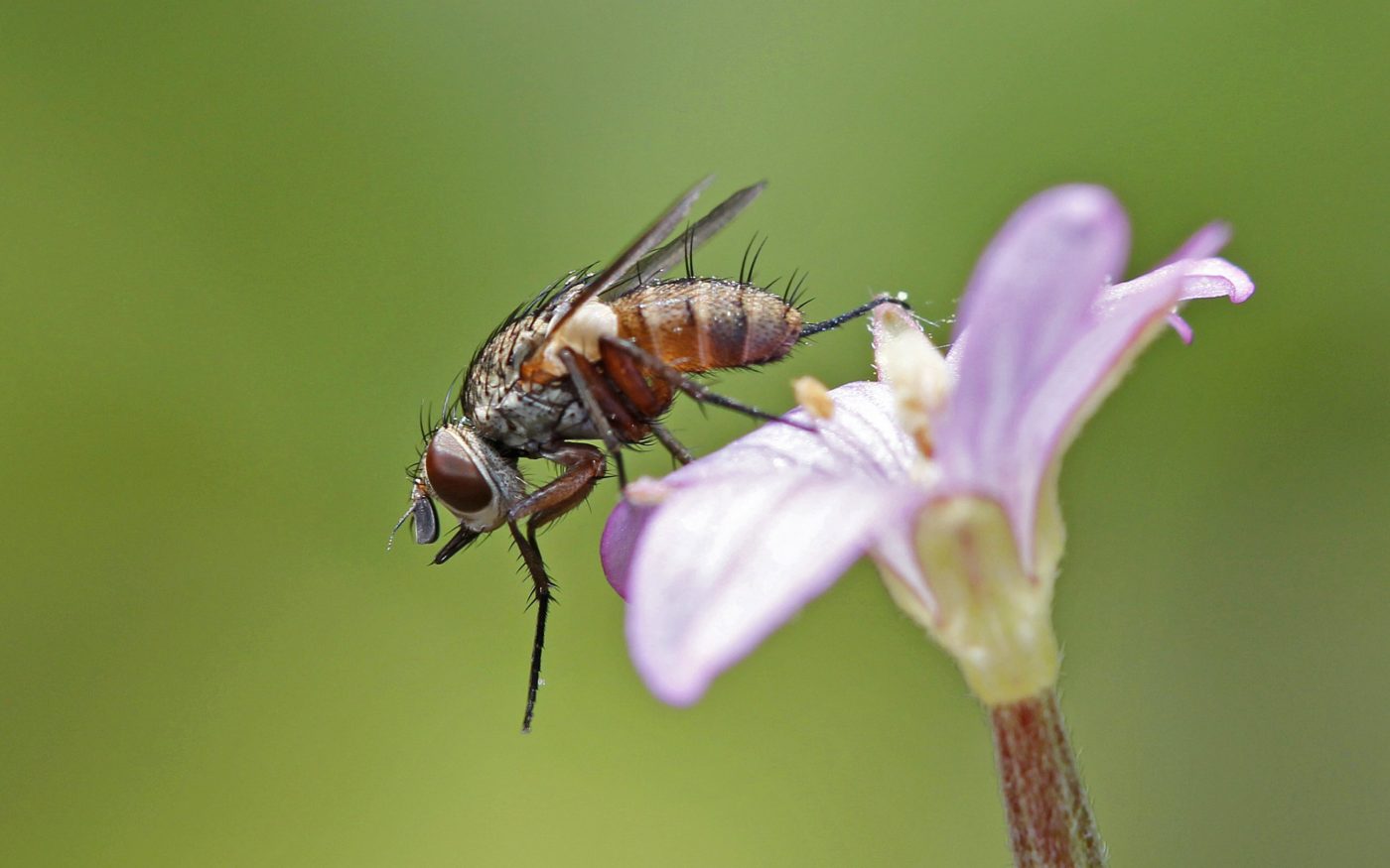 An unidentified fly in the photographer’s back garden in Suffolk in late June 2014.