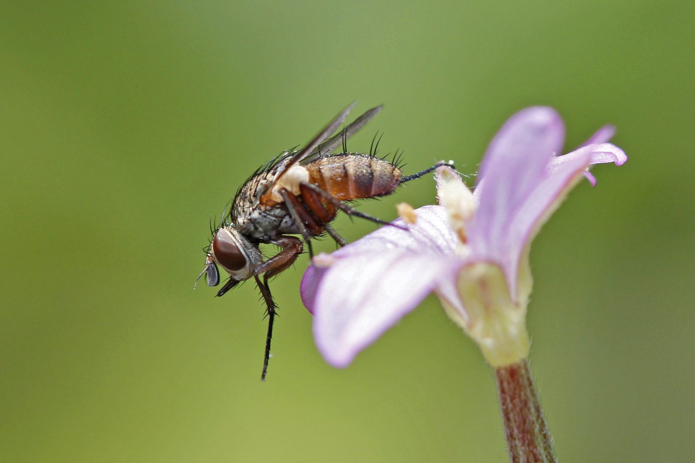 An unidentified fly in the photographer’s back garden in Suffolk in late June 2014.