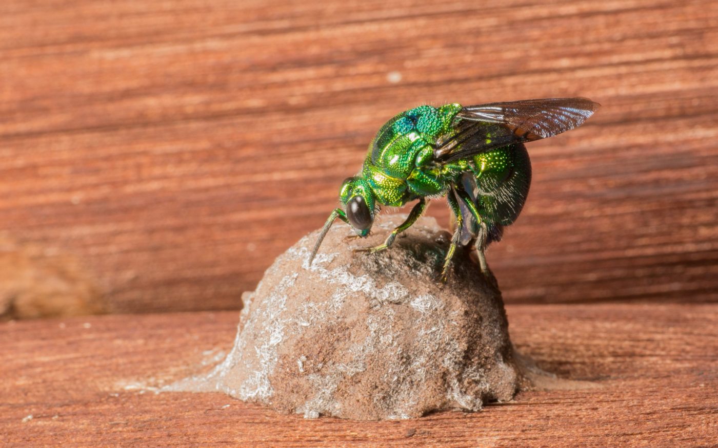 Taken at a bird hide near the Mopani Rest Camp in Kruger National Park in mid-March 2014. Kerry-Ann van Eeden observed that the cuckoo wasp inspected a few other potter wasp nests before selecting this one, chewing a small hole, e