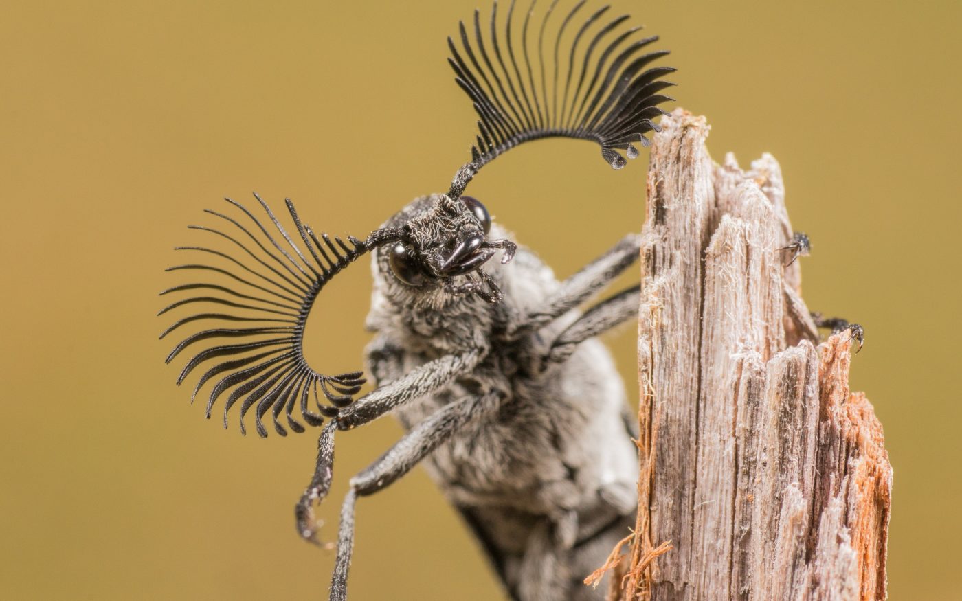 Portrait of a male feather-horned beetle, Rhipicera sp., seen in mid-April 2014 at Little Carine Swamp