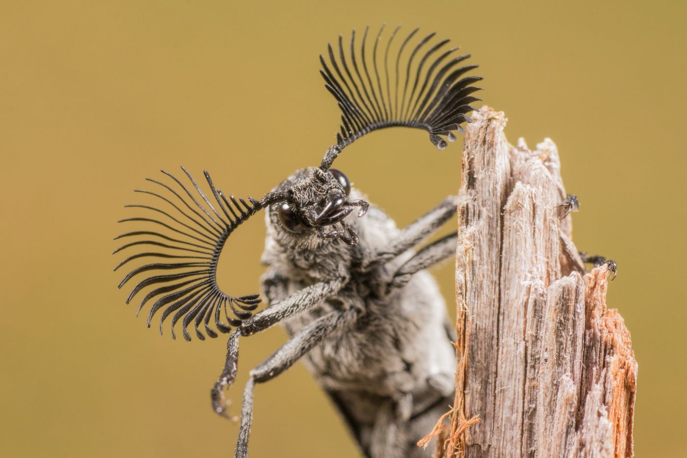 Portrait of a male feather-horned beetle, Rhipicera sp., seen in mid-April 2014 at Little Carine Swamp