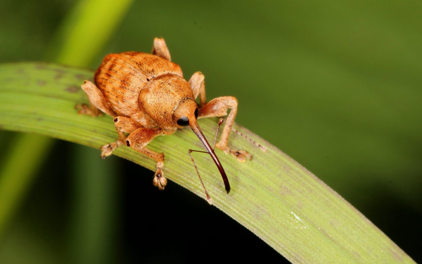 An acorn weevil, Curculio glandium, under an oak tree at the Stoneleigh Park showground in early May 2014.