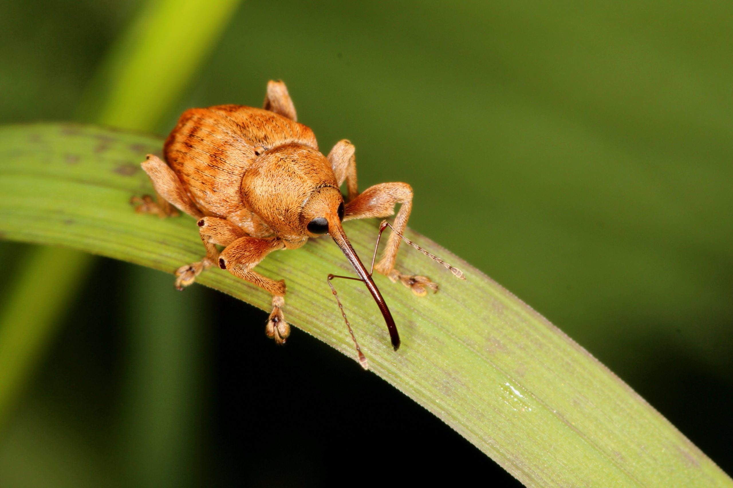 An acorn weevil, Curculio glandium, under an oak tree at the Stoneleigh Park showground in early May 2014.