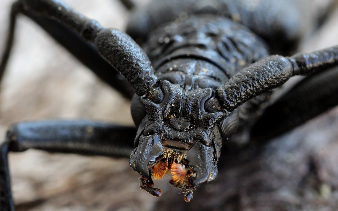 Close-up portrait of a longhorn beetle on the branch of a fig tree in the photographer’s garden in Stamblovo
