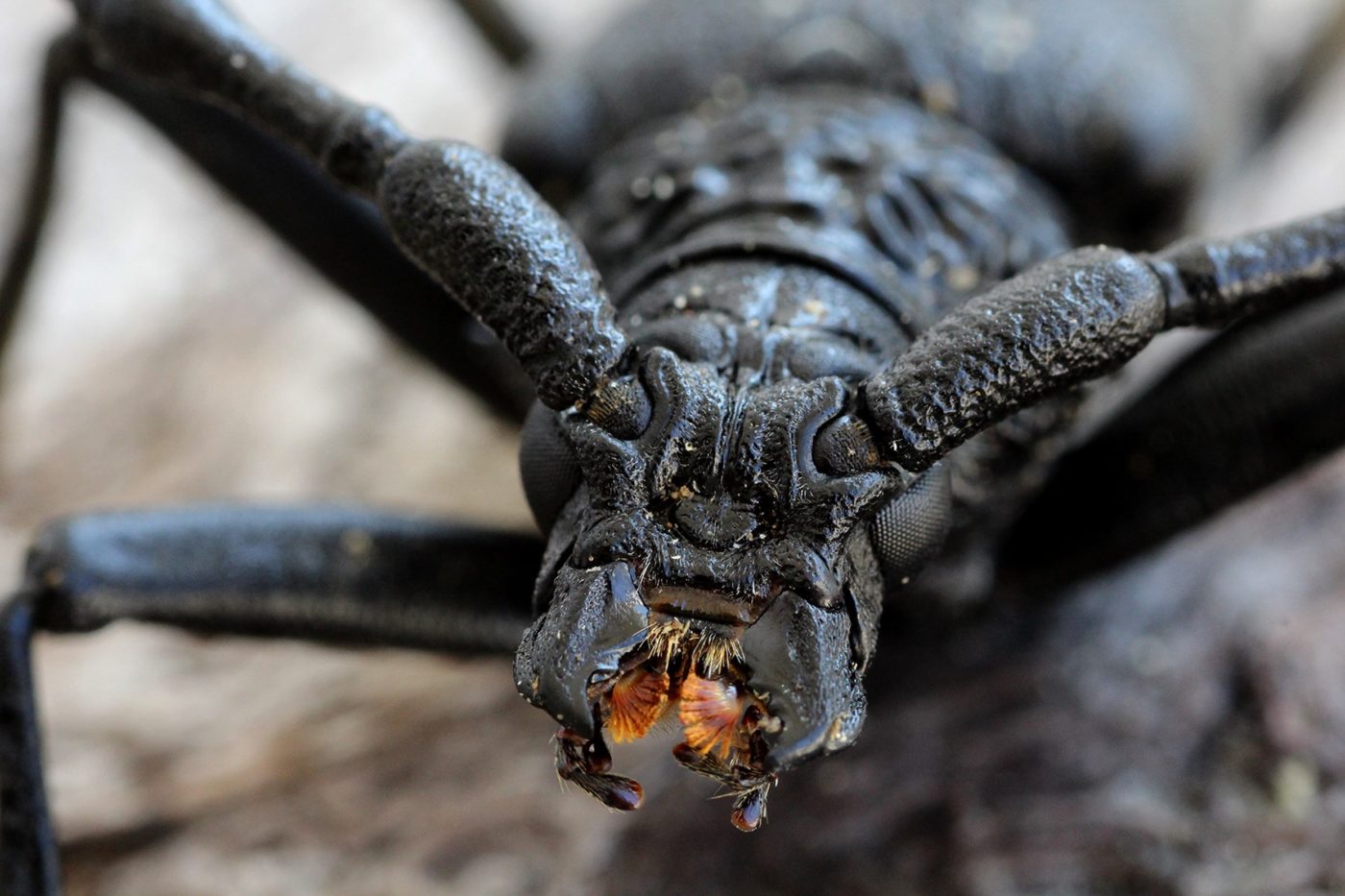 Close-up portrait of a longhorn beetle on the branch of a fig tree in the photographer’s garden in Stamblovo