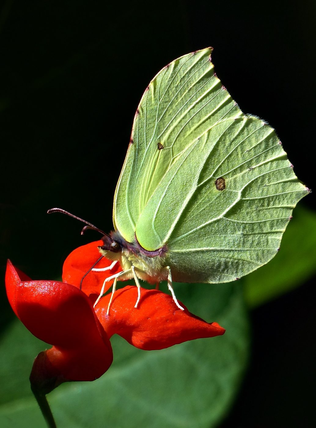 Brimstone butterfly on flower of runner bean