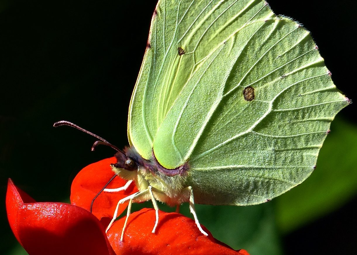 Brimstone butterfly on flower of runner bean