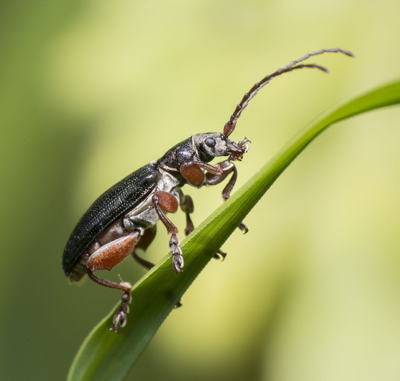 A reed beetle (Plateumaris sp.) of the beetle family Chrysomelidae. This is an uncommon species in the UK, though Woodwalton Fen provides a typical habitat for these reed-feeding insects.