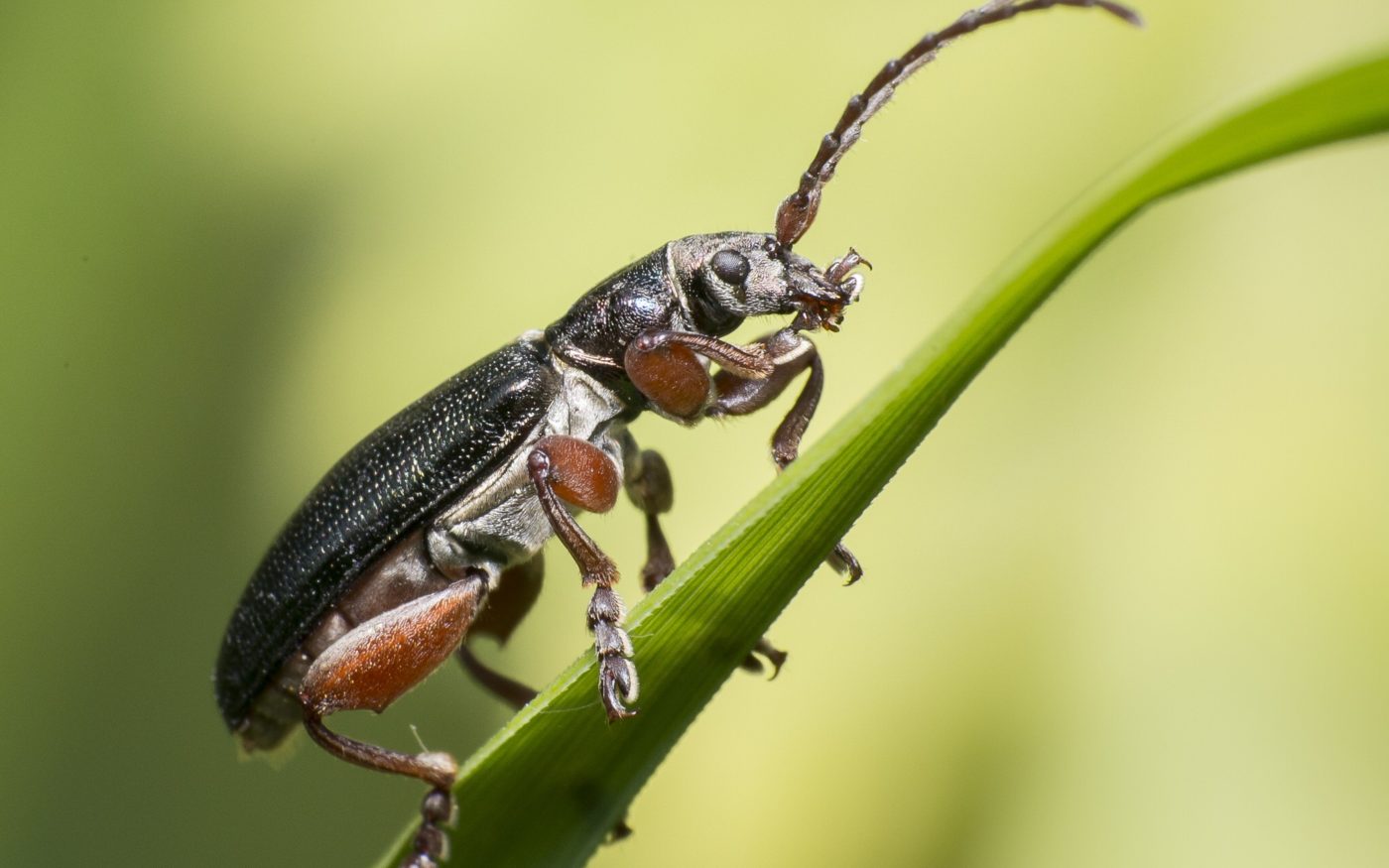 A reed beetle (Plateumaris sp.) of the beetle family Chrysomelidae. This is an uncommon species in the UK, though Woodwalton Fen provides a typical habitat for these reed-feeding insects.